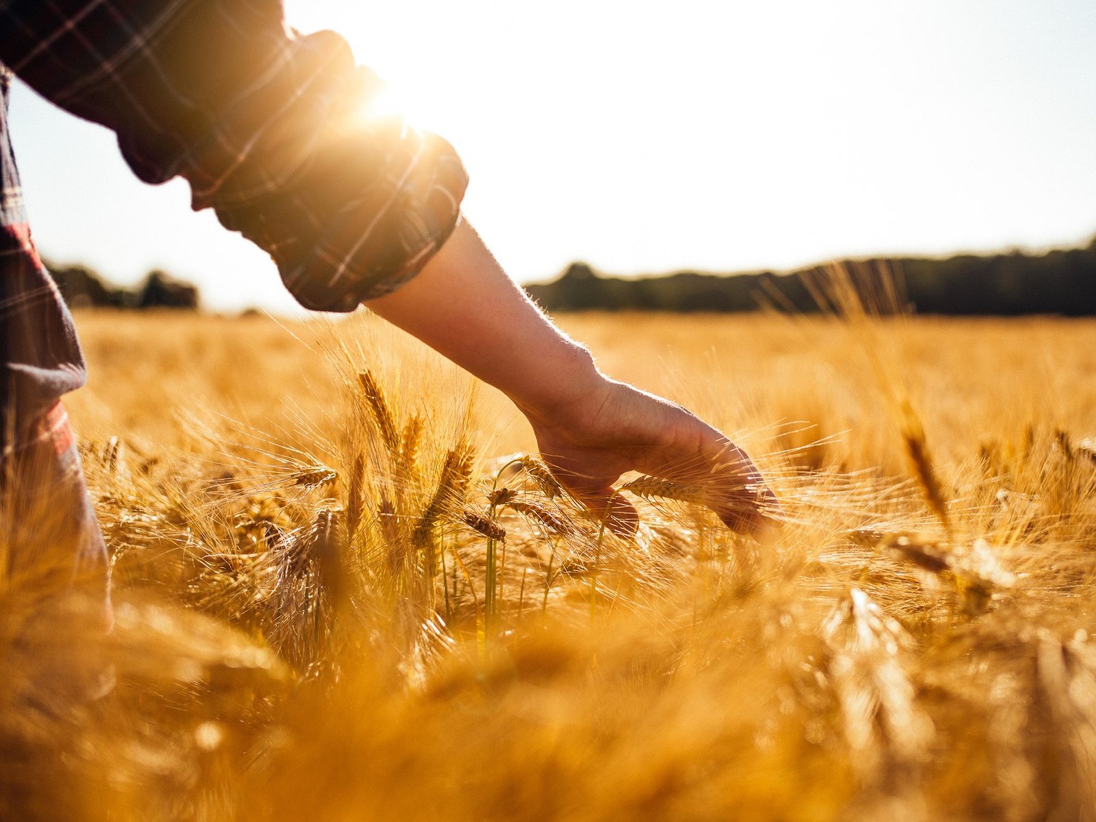 Lavoura e produtor rural
